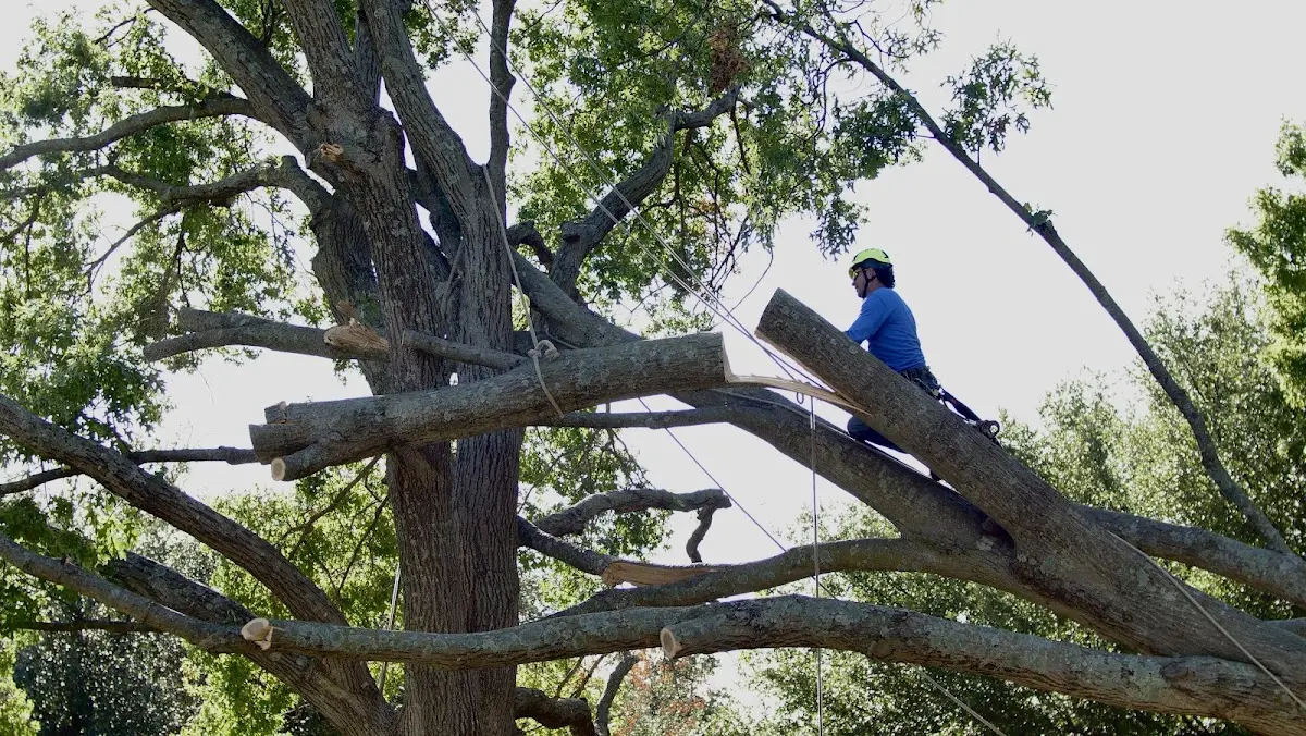 Professional Crown Thinning performed by certified arborists in Pedro Bay