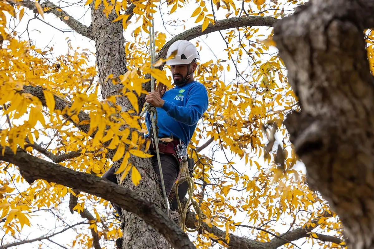 Skilled Tree Pruning crew working in Pedro Bay
