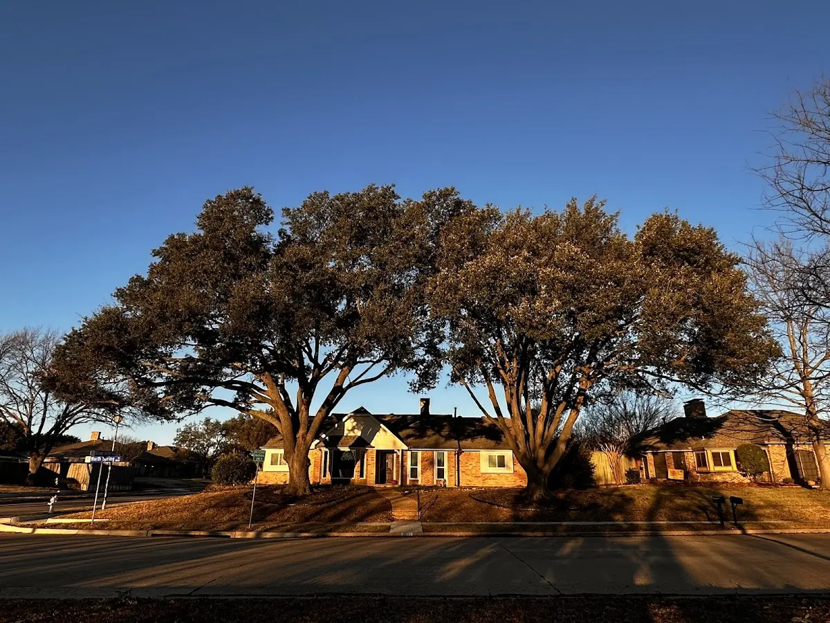 Established residential canopy tree shading a home in Pedro Bay